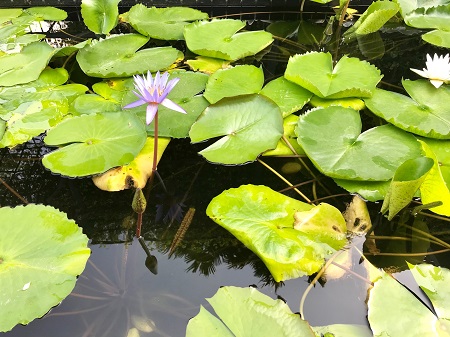 A lone purple flower spotted in Bangkok, February 2018