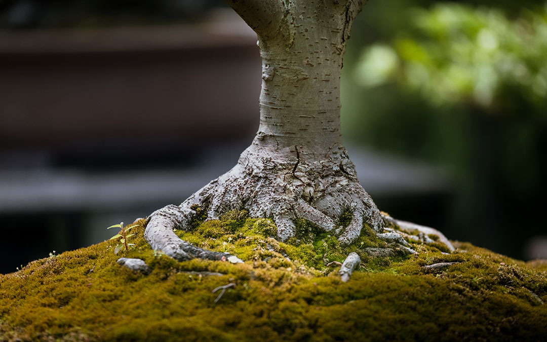 Tree roots in green moss and soil