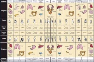 Meridian Tooth Chart