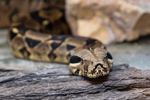 Scent and Sound Healing to Welcome the Year of the Wood Snake | Onsite