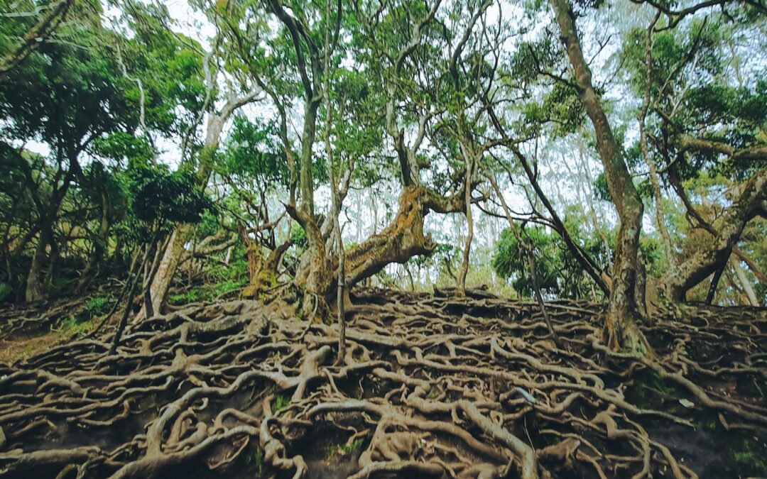 Rooted with Sat Kriya